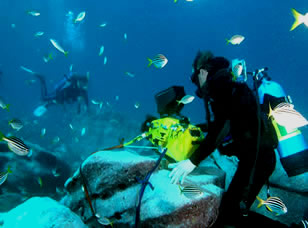 George Evatt Diving